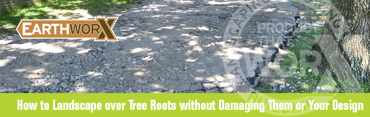 How to landscape over tree roots without damaging them or your design