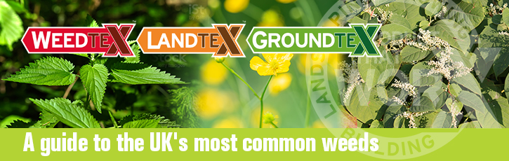 A guide to the UK’s most common weeds