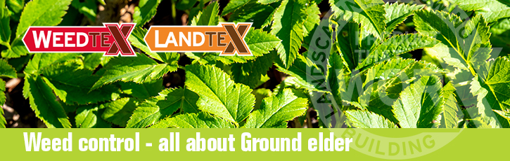 Weed control – all about ground elder